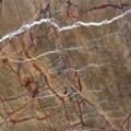Forest Brown Marble Slabs China | Forest Brown Marble Tiles China | Global Stone