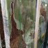 Green Onyx Slabs China